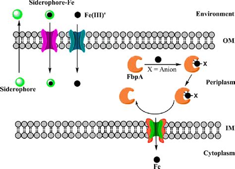 FbpA — A bacterial transferrin with more to offer